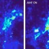 Images show calcium ion influx into neurons as a result of magnetothermal excitation with alternating magnetic fields in the presence of magnetic nanoparticles. Courtesy of the researchers