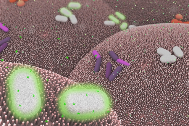 Researchers develop basic computing elements for bacteria