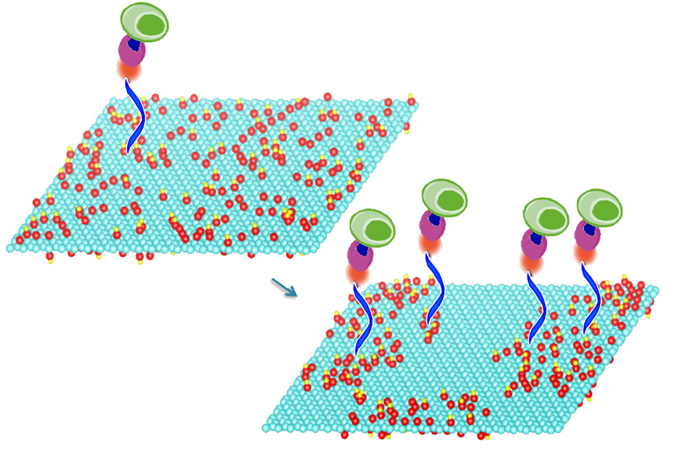 Graphene sheets capture cells efficiently