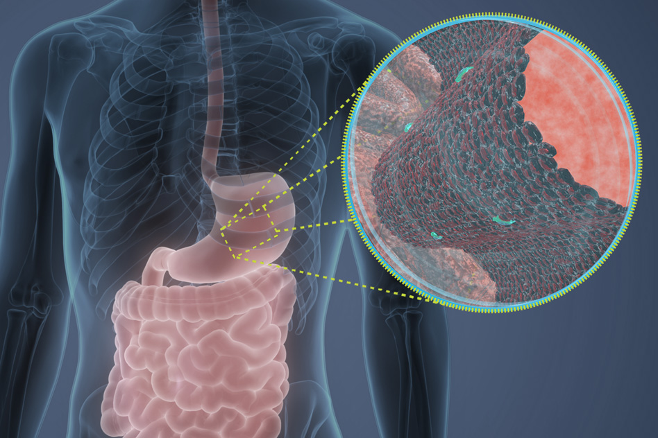 Biological engineers discover new antibiotic candidates